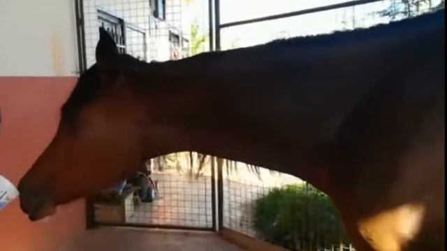 лошадь пьет чай \ فرس تشرب شاي \ horse drink tea смотреть онлайн