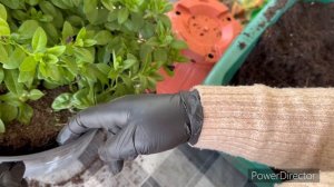 В какой грунт сажать калибрахоа