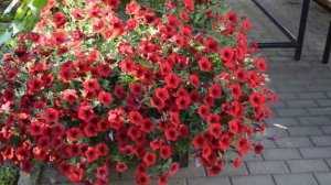 Обзор сортов петунии на 2020 год, часть первая.