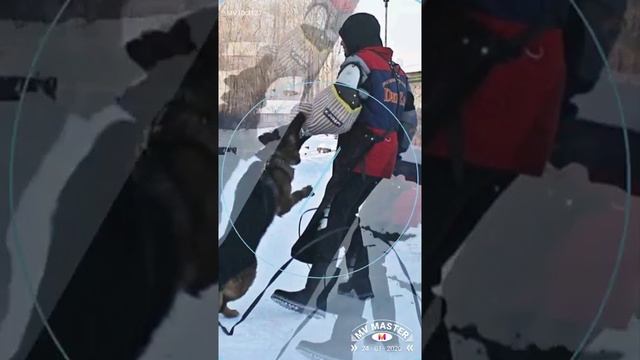 Работа на площадке кинологической центра "Созвездие" смотреть онлайн