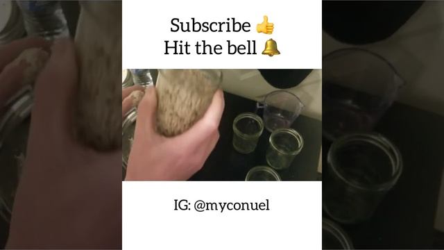 Golden Teacher Preparing The Substrate