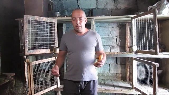 Сравним кроликов БЕЛЬГИЙСКИЙ ВЕЛИКАН VS СОВЕТСКАЯ ШИНШИЛЛА! // Вес самцов и самок ОДНОГО ВОЗРАСТА! смотреть онлайн