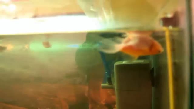 Fish pretends to be dead (Рыбка притворяется мертвым) смотреть онлайн