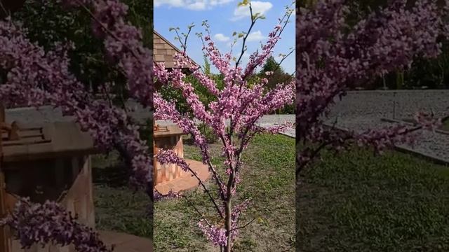 Цветение Церциса. смотреть онлайн