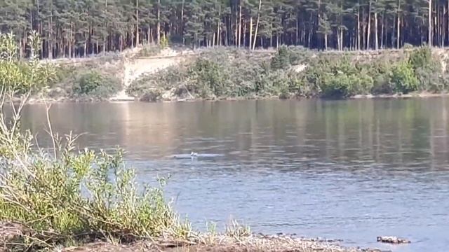 ? Чайка ловит рыбу ... смотреть онлайн