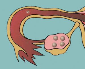 ЦИКЛ РАЗВИТИЯ ЯЙЦЕКЛЕТКИ