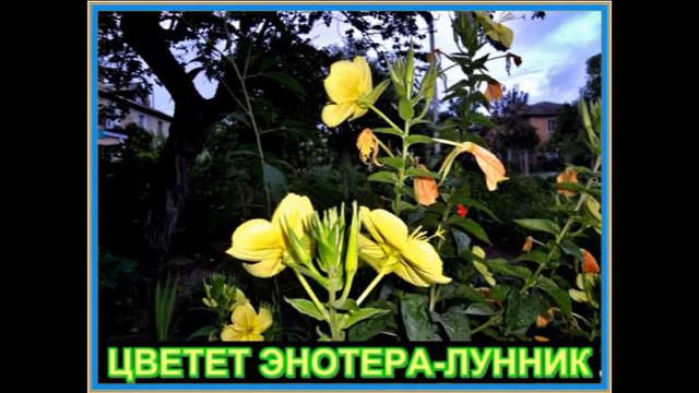 ЧУДО ПРИРОДЫ ЦВЕТЕТ ЭНОТЕРА Н КАХОВКА 1 07 2013 Л В М смотреть онлайн