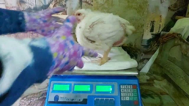 Отличные бройлеры! ?? Что едят, что пьют, вид, вес бройлеров в 27 дней. смотреть онлайн