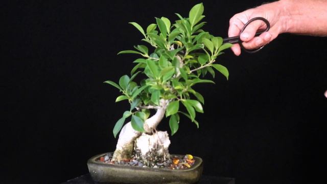 Ficus Microcarpa Bonsai. Root Over Rock Style From a Cutting смотреть онлайн