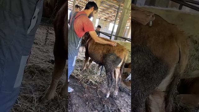 Коровы Абердин-Ангус и уколы быкам на откорме Aberdeen Angus cows and fattening bull injections смотреть онлайн