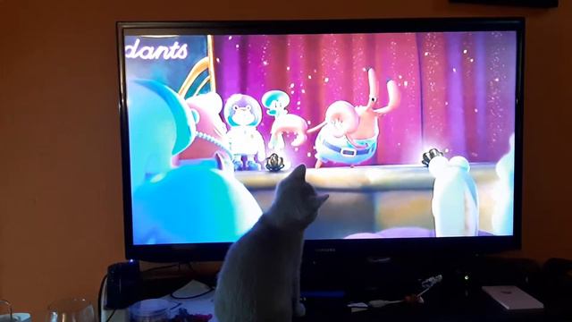 котёнок смотрит телевизор смотреть онлайн