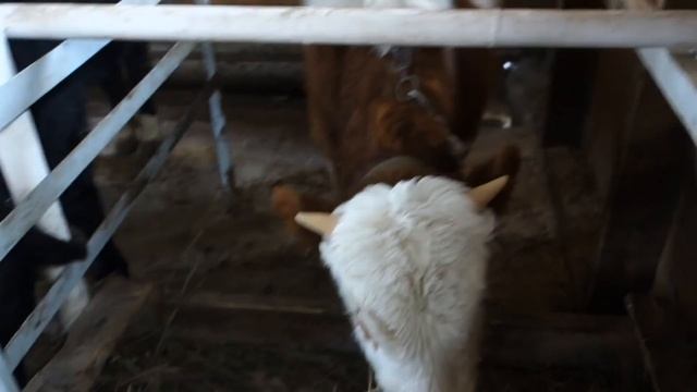 Сравнение бычков симментальской и молочной породы смотреть онлайн