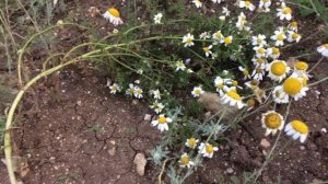 Интересные факты о ромашке.