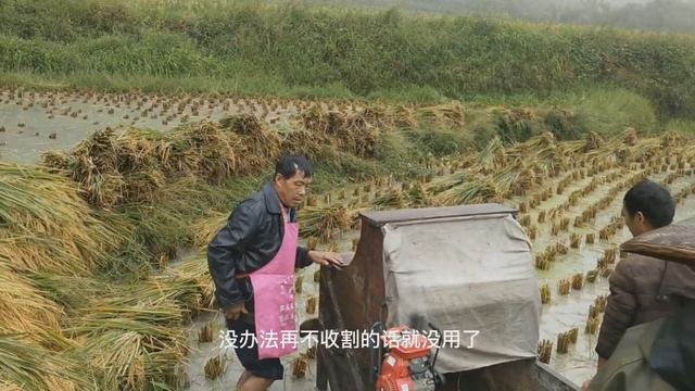 Как китайские крестьяне спасают свой урожай риса. смотреть онлайн