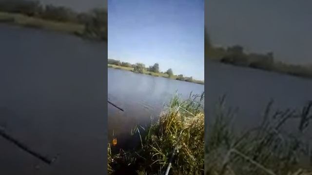 Приглашаем Всех! Рыбалка. пруд Сухой 2. Рыбалка в Пензенской области смотреть онлайн