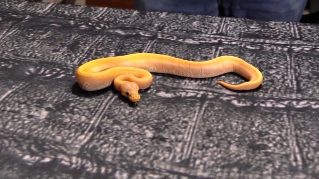 2 minutes on BABY BALL PYTHON CARE!! Important tips for new baby snakes! смотреть онлайн