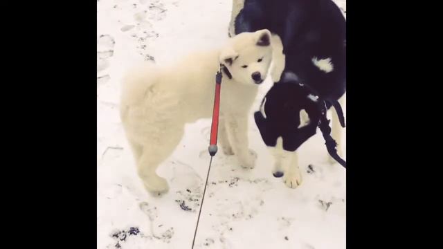 Акита ину белая..Хаким) смотреть онлайн
