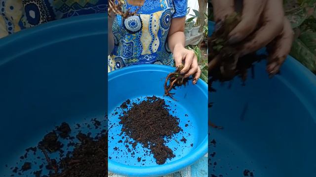 SOIL MIXTURE FOR AGLAONEMA AND PROPAGATION; How To Propagate Aglaonema смотреть онлайн
