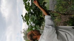 Летняя обрезка катальпы. Формируем крону всё лето.