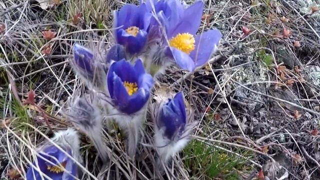 Сон трава или прострел смотреть онлайн