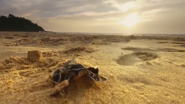 Guides sauvages : Découvrez le Sri Lanka du point de vue d'un local смотреть онлайн