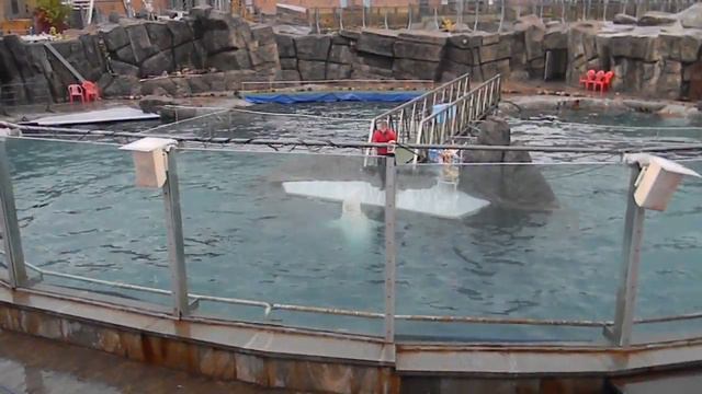 Зоопарк Белуха смотреть онлайн