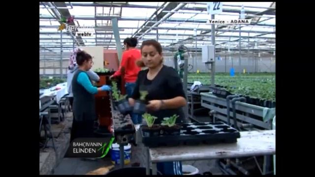 Afrika Menekşesi (Saintpaulia Ionantha) - Özellikleri Bakımı, Çoğaltımı, Yer Seçimi