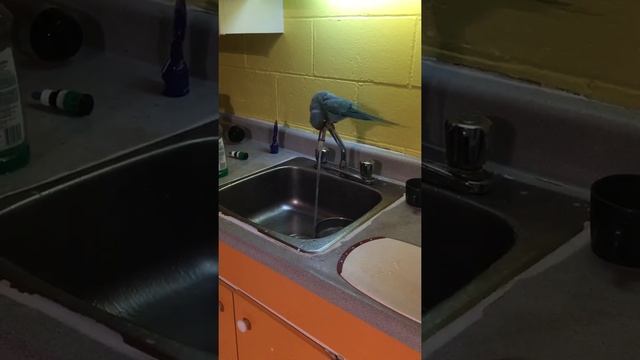 Попугай Крамера купается. La perruche à collier prend un bain dans lavabo. смотреть онлайн