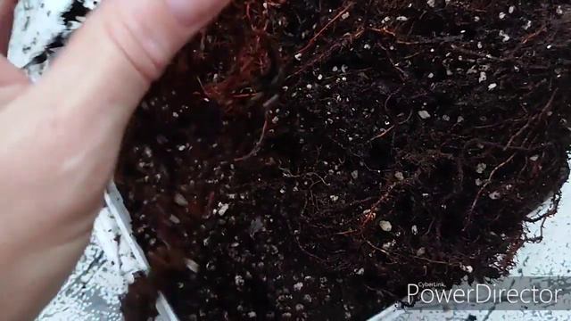 Саррацения отсушила кувшины( листья) смотреть онлайн