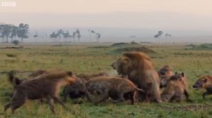 Оззи Мэн комментирует: Лев против Гиен [Carrucan]