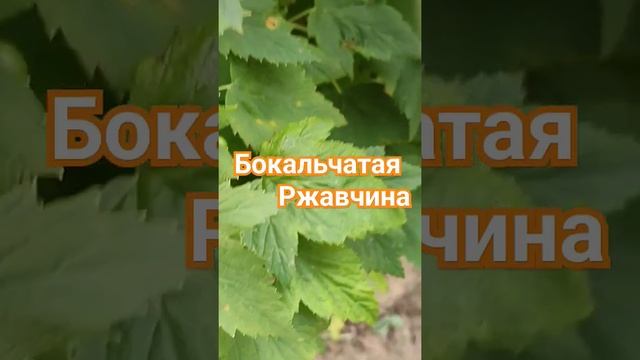 бокальчатая ржавчина на черной смородине #болезнисмородины смотреть онлайн