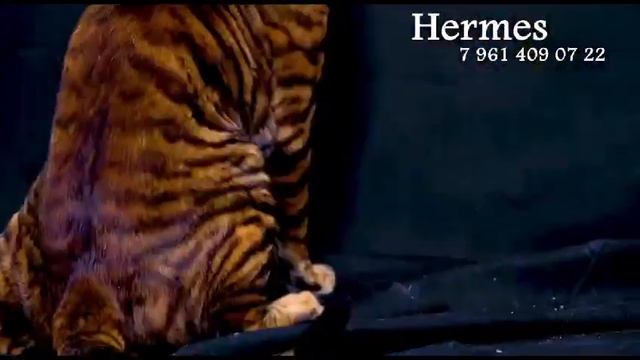 Royaltoygers Cattery Russia питомник элитных тойгеров Вероника Veronika Levy 8 961 409 07 22 смотреть онлайн