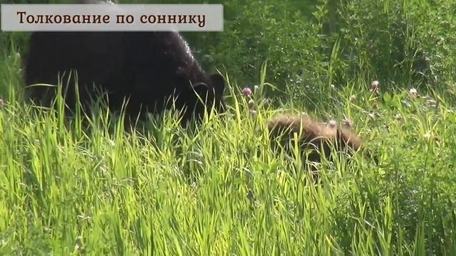 Сон про медведя. К чему снится медведь - толкование сна по СОННИКУ смотреть онлайн