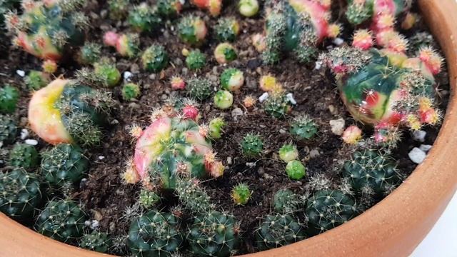 Gymnocalycium Damsii repotted смотреть онлайн