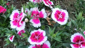 Eden Garden Park Flowers Garden Visited | Rose Garden Dianthus Kolaful | Best Flowers Forever