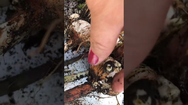 Гладиолусы: обработка после выкопки смотреть онлайн