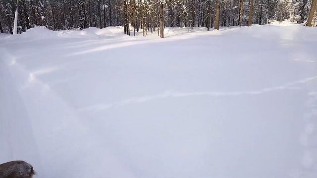 ФЕВРАЛЬСКИЙ ВЫЕЗД| ЕЩЕ ОДИН ПРОЖИТЫЙ ДЕНЬ В ТАЙГЕ|