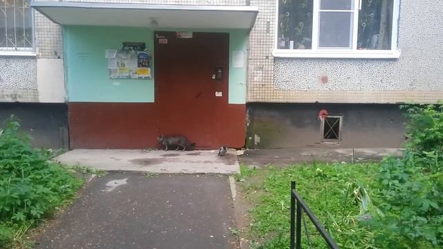 Life Bayrz_TV: Кот и Ворона. смотреть онлайн