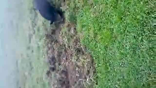 Черный поросенок в поле. смотреть онлайн