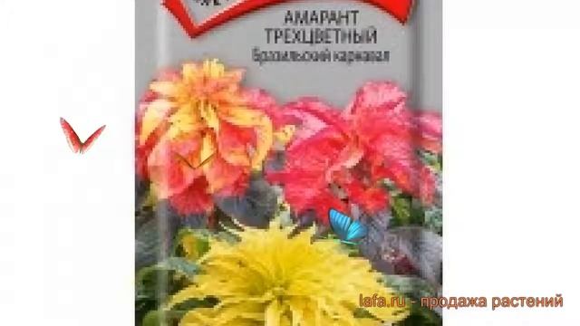 Амарант трехцветная Бразильский карнавал ? обзор: как сажать, семена амаранта Бразильский карнавал
