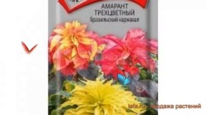 Амарант трехцветная Бразильский карнавал ? обзор: как сажать, семена амаранта Бразильский карнавал