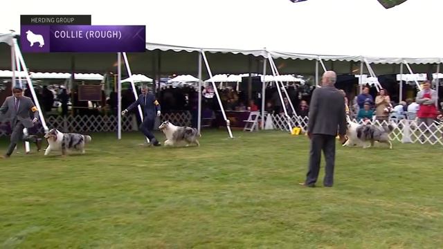 Collie Rough | Breed Judging 2021 смотреть онлайн
