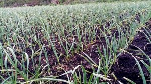 Бизнес на чесноке начинается с 1 Га и умения продавать чеснок