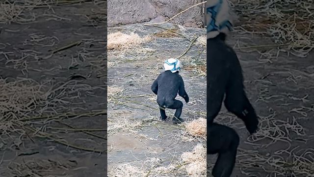 Обезьяна в зоопарке смотреть онлайн