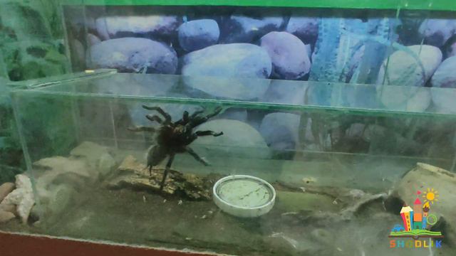 Экскурсия в зоопарк. смотреть онлайн