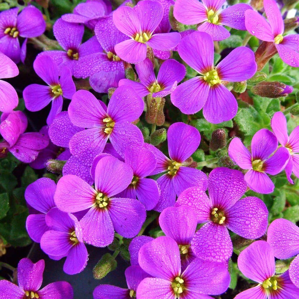 Цветы?.mp4 смотреть онлайн