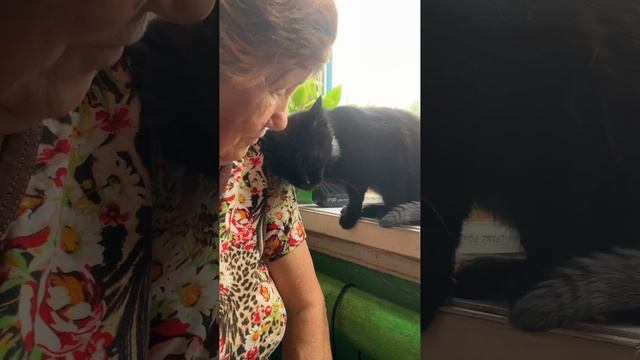 Кот и его любовь к хозяйке!