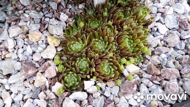 ?Коллекция молодил. Они классные!!!!! смотреть онлайн