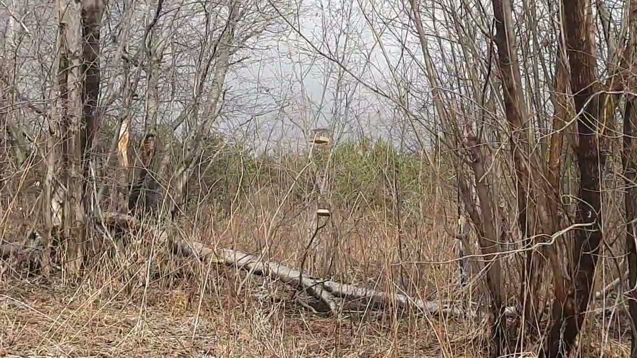 Ловля птиц 23.04.2023. смотреть онлайн