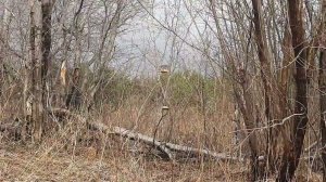 Ловля птиц 23.04.2023.